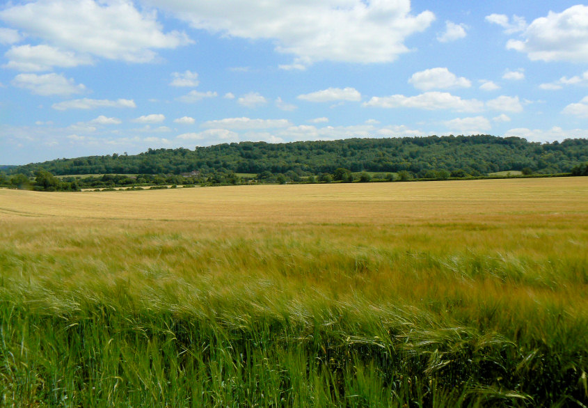 Pavis Wood Pavis Wood